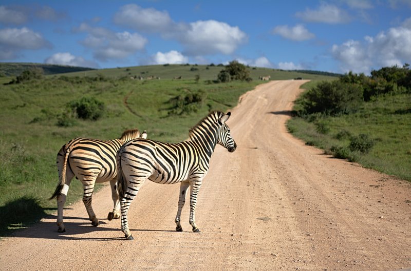 Best Hotels & Restaurants in Addo & Frontier Country | Reviews