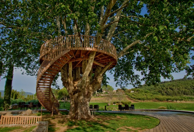 Déjeuner sous le platane centenaire