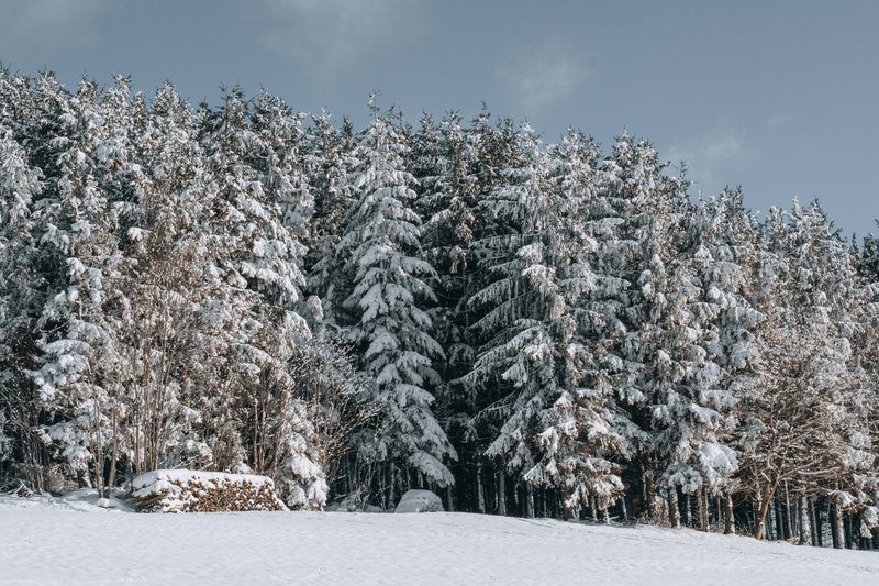 Nord de la Forêt-Noire