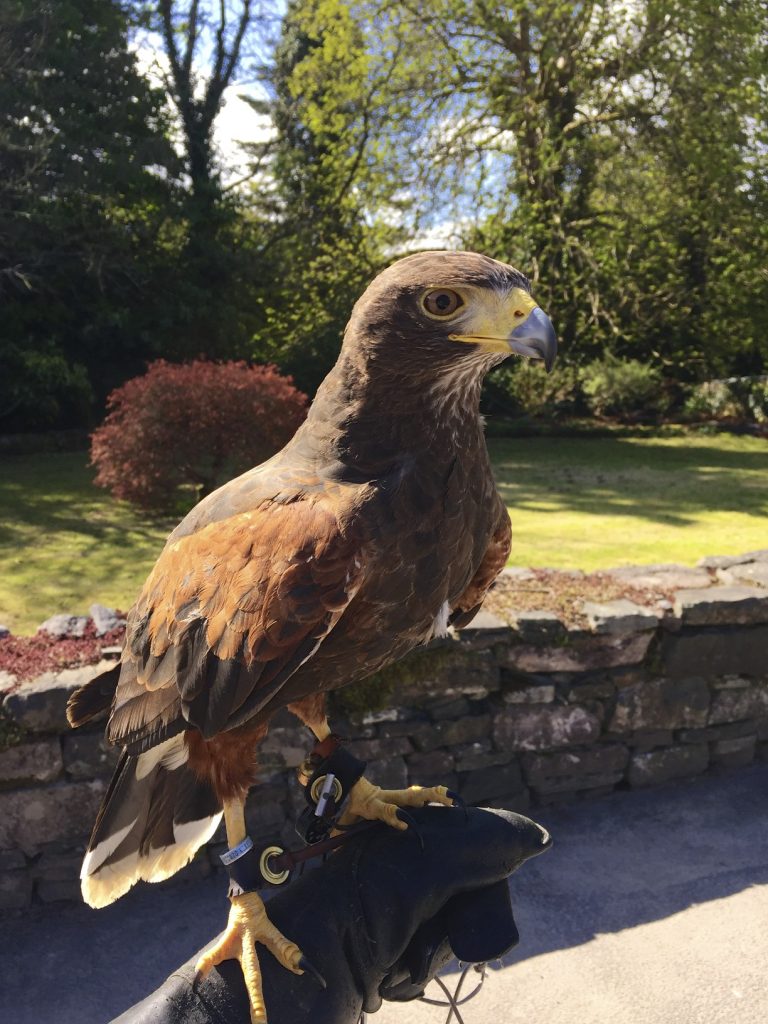 fauconnerie