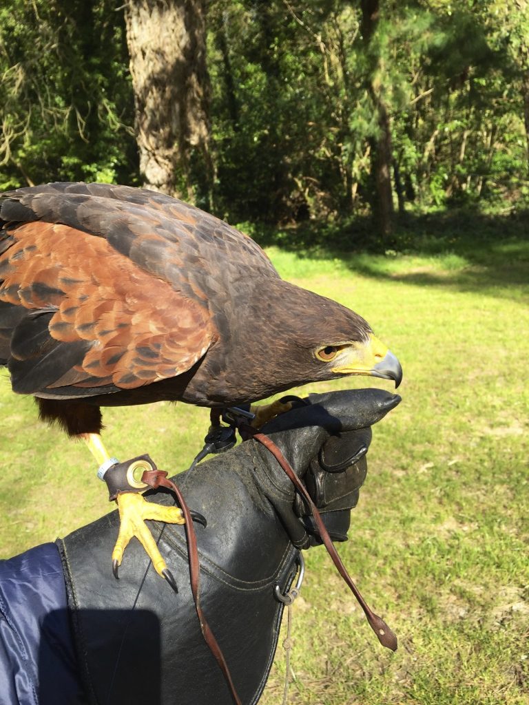 fauconnerie