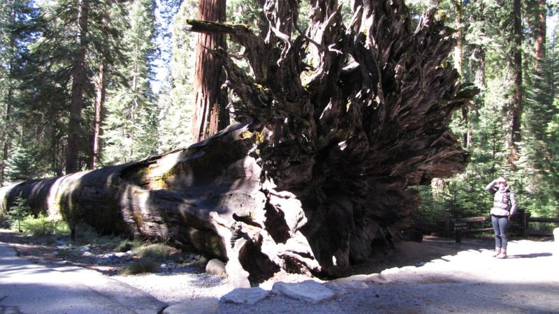sequoia