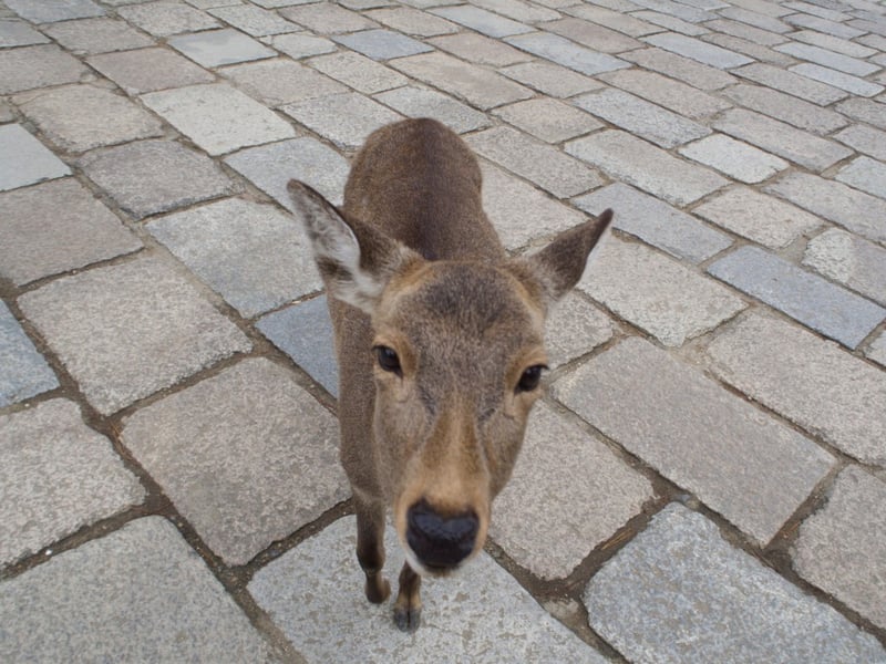 nara