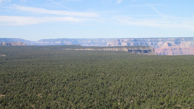 En premier, survol de la forêt pendant quelques minutes